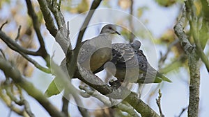 Oriental Turtle Dove ( Taiwan birds ).