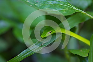 Oriental Whipsnake or Asian Vine Snake