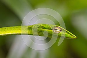 Oriental Whipsnake or Asian Vine Snake