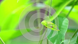 the Oriental whipsnake hide in the leaves in garden for insects and small animals to eat