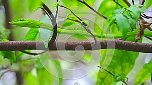 Oriental whipsnake slow moving on branch between in leaves in garden