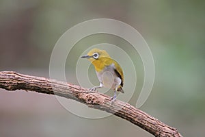 Oriental white-eye