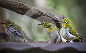 Oriental white-eye