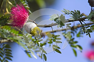 Oriental white-eye in Bardia, Nepal