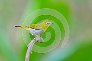 Oriental White-eye Bird