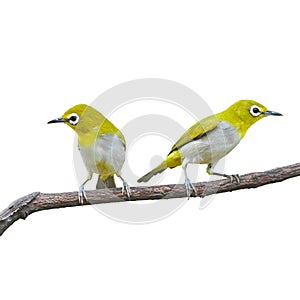 Oriental White-eye Bird