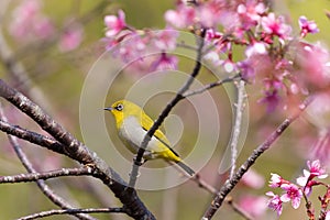 Oriental White-eye bird