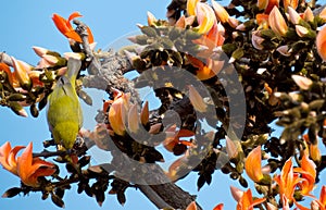 Oriental white-eye bird on Palash/Sacred Tree