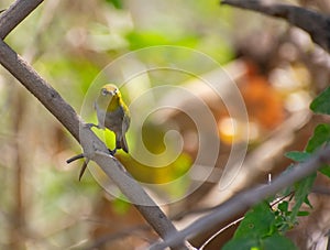 Oriental White-eye Bird Perching on the Shrub Stem in the forest