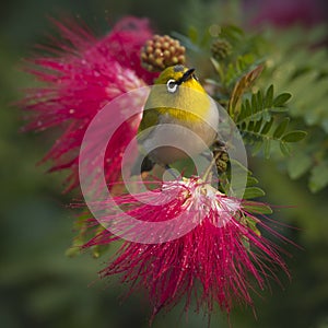 Oriental white-eye bird in red powder buff flowers