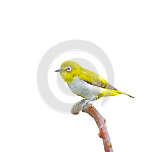 Oriental White-eye Bird