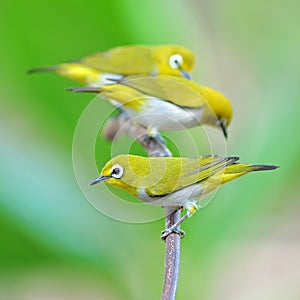 Oriental White-eye Bird
