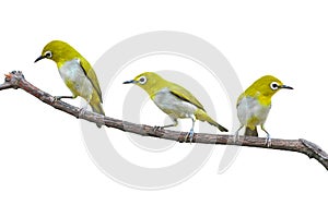 Oriental White-eye Bird