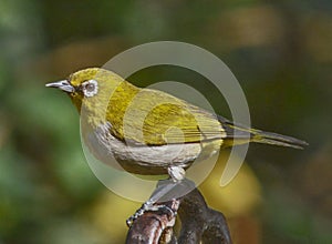 Oriental White-Eye