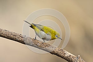 Oriental white-eye, Zosterops palpebrosus, Sinhgadh Vally, Pune