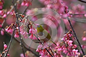 Oriental White Eyes in Prunus campanulata