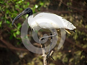 Oriental white ibis
