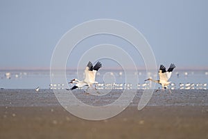 Oriental white stork