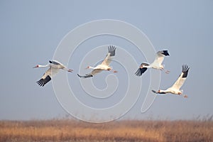 Oriental white stork