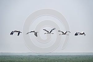 Oriental white stork in flight