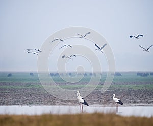 Oriental white stork in jiangxi poyang lake