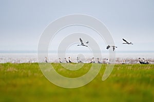 Oriental white stork in spring wetland