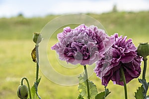 Oriental wild poppy flower in the garden, salmon, pink or orange color, close up