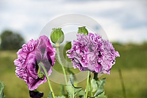 Oriental wild poppy flowers in the garden, salmon, pink or orange color, close up