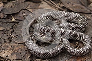 Oriental wolfsnake Lycodon capucinus found in tropical forest Though the wolf snake is non-venomous,