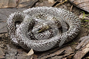 Oriental wolfsnake Lycodon capucinus found in tropical forest Though the wolf snake is non-venomous,