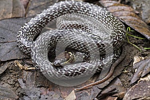 Oriental wolfsnake Lycodon capucinus found in tropical forest Though the wolf snake is non-venomous,