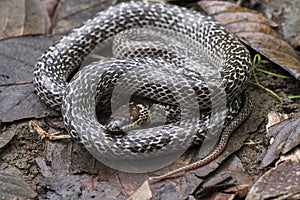 Encontró en Bosque a pesar de Lobo serpiente es un 