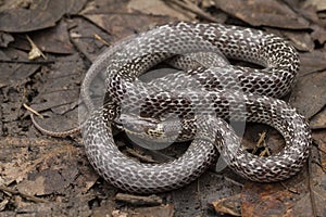 Encontró en Bosque a pesar de Lobo serpiente es un 