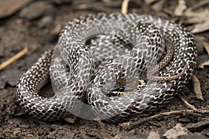 Encontró en Bosque a pesar de Lobo serpiente es un 