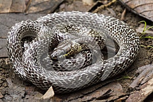 Encontró en Bosque a pesar de Lobo serpiente es un 