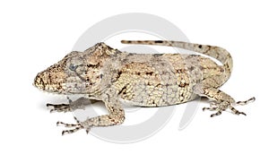 Oriente Bearded Anole or Anolis porcus