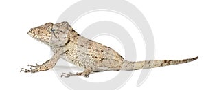 Oriente Bearded Anole or Anolis porcus photo