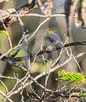 Oriente Warbler singing on a branch photo