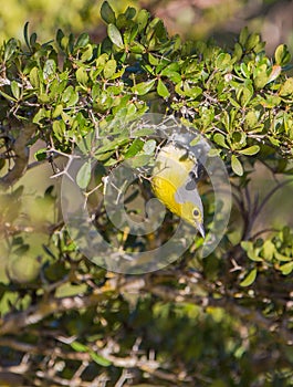 Oriente Warbler upside down photo