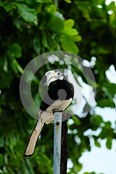 Oriented pied hornbill