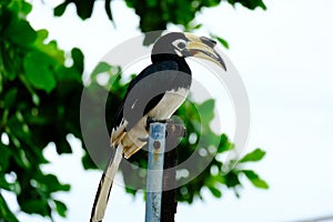 Oriented pied hornbill