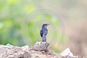Orientel magpie robin