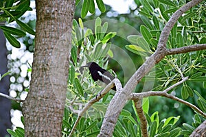 Orientel magpie-robin