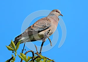 Orientel turtle dove