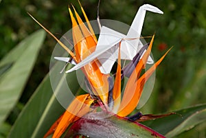 Origami crane in plant nature setting
