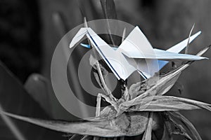 Origami crane in plant nature setting