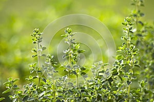Origano in a garden