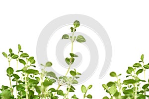 Origano plant with green leaves growing on white isolated