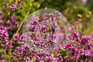 Origanum close up is a genus of herbaceous perennials and subshrubs in the family Lamiaceae on a blurry background