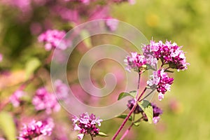 Origanum close up is a genus of herbaceous perennials and subshrubs in the family Lamiaceae on a blurry background photo